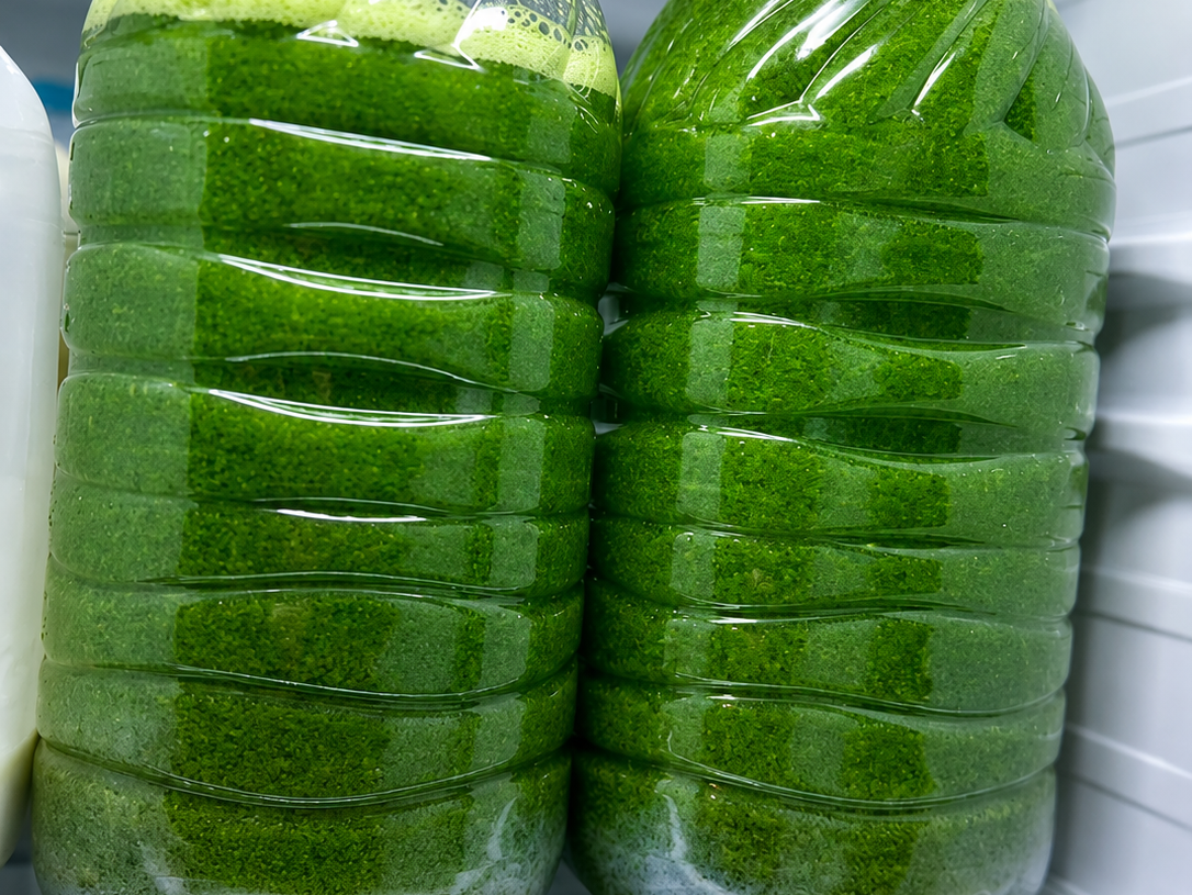 anti-inflammatory liquid gold